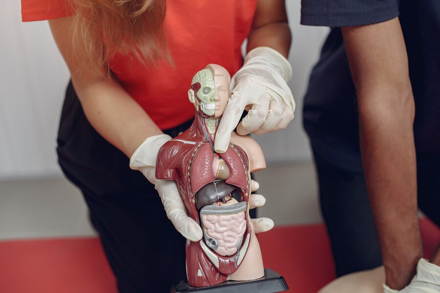 Trusted Gastroenterology Billing Service in Elgin