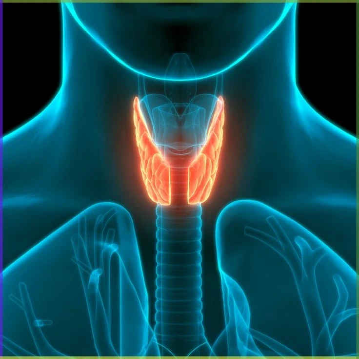 Rockford's Top Endocrinology Billing Services